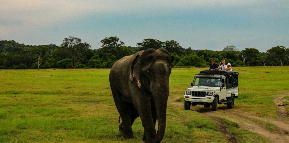 Wild elephant on safari in Sri Lanka